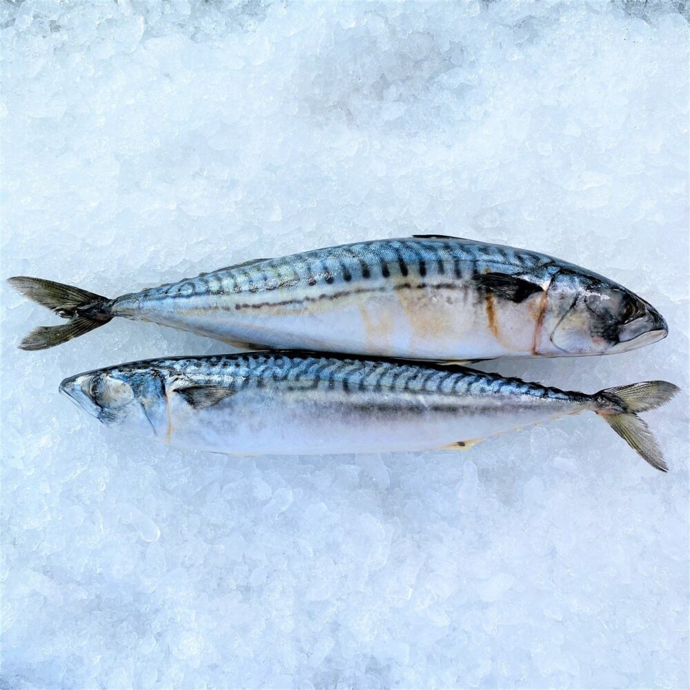 Frozen Mackerel Fish - Image 3