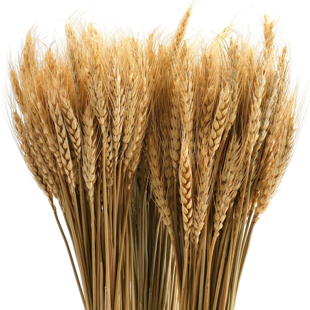 Hard Wheat Grains - Image 3