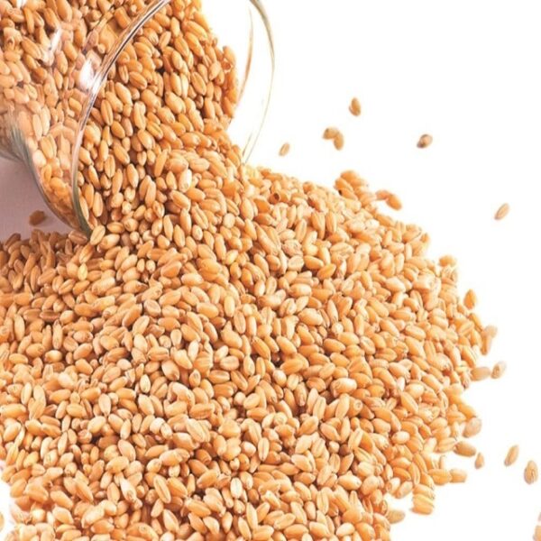 Hard Wheat Grains