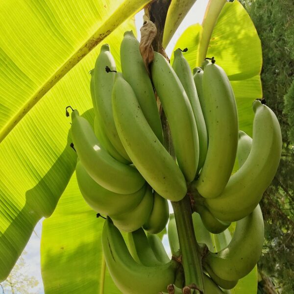 Cavendish Banana