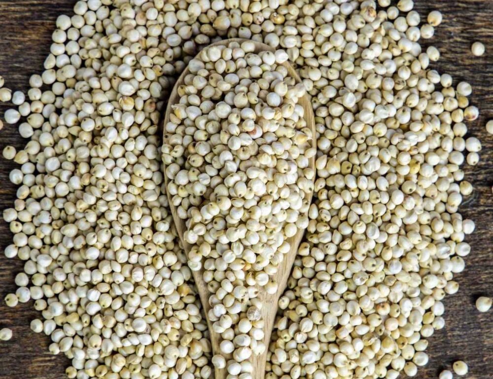 White Sorghum - Image 2