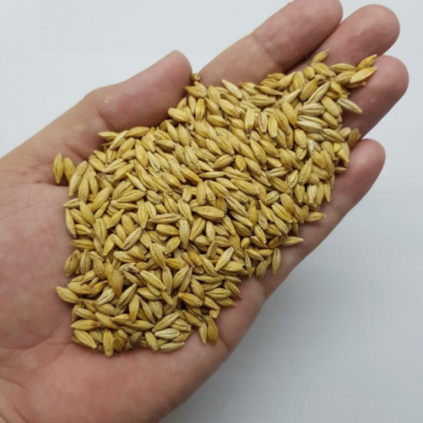 Malted Barley For Sale