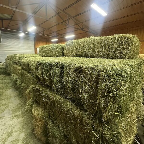 Alfafa Hay