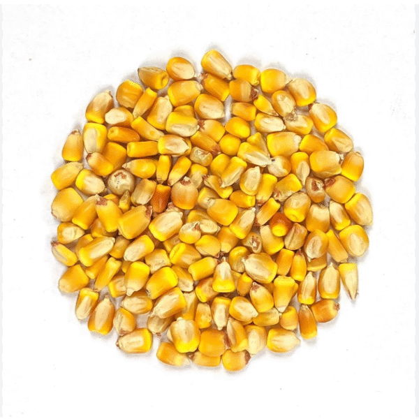 Yellow Corn