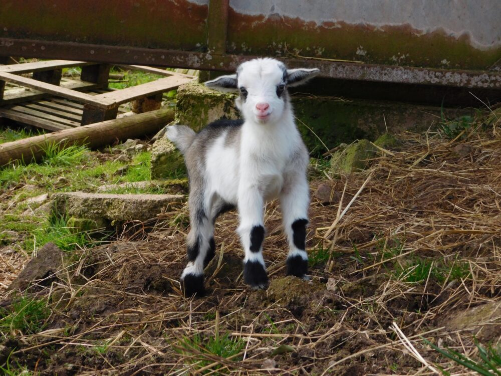 Goats For Sale - Image 3