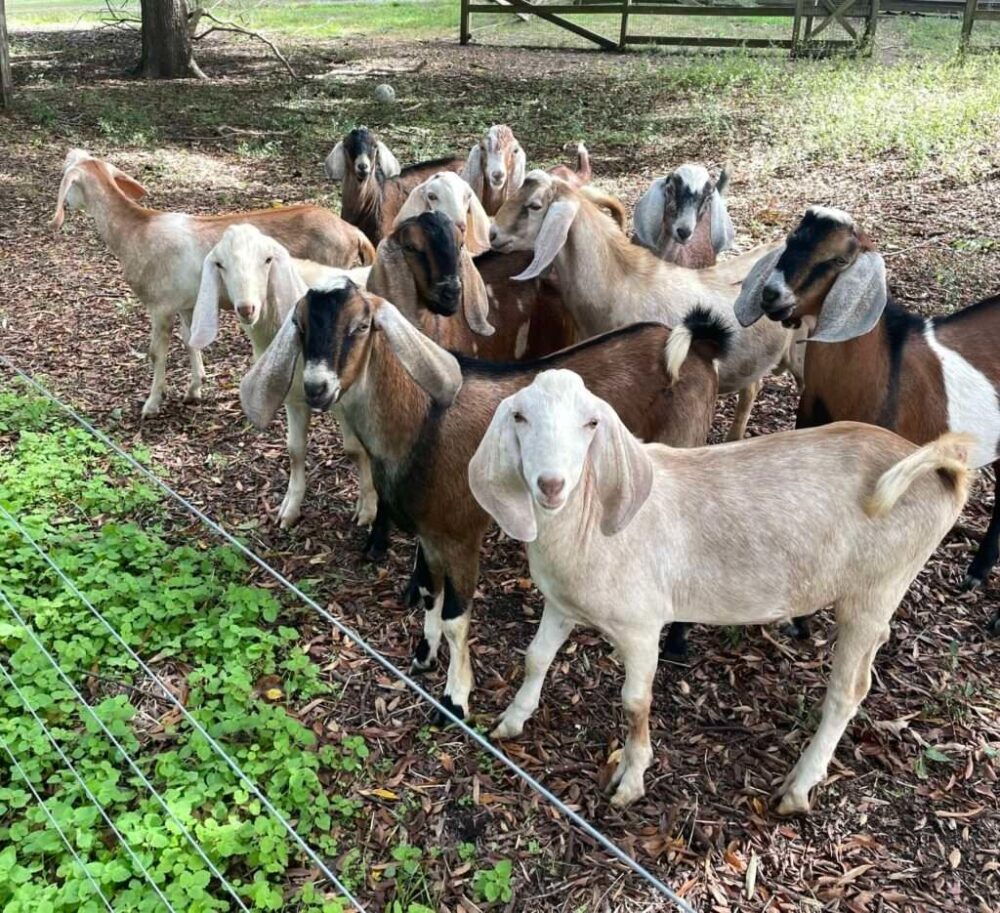 Goats For Sale