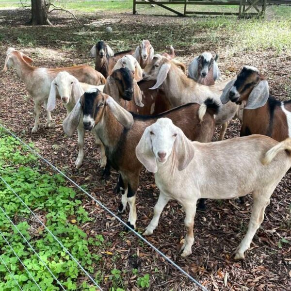 Goats For Sale