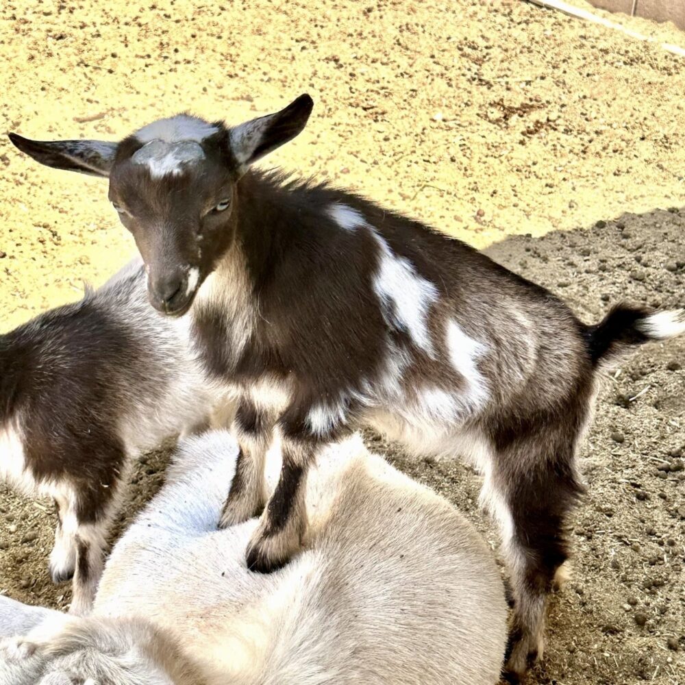 Goats For Sale - Image 2