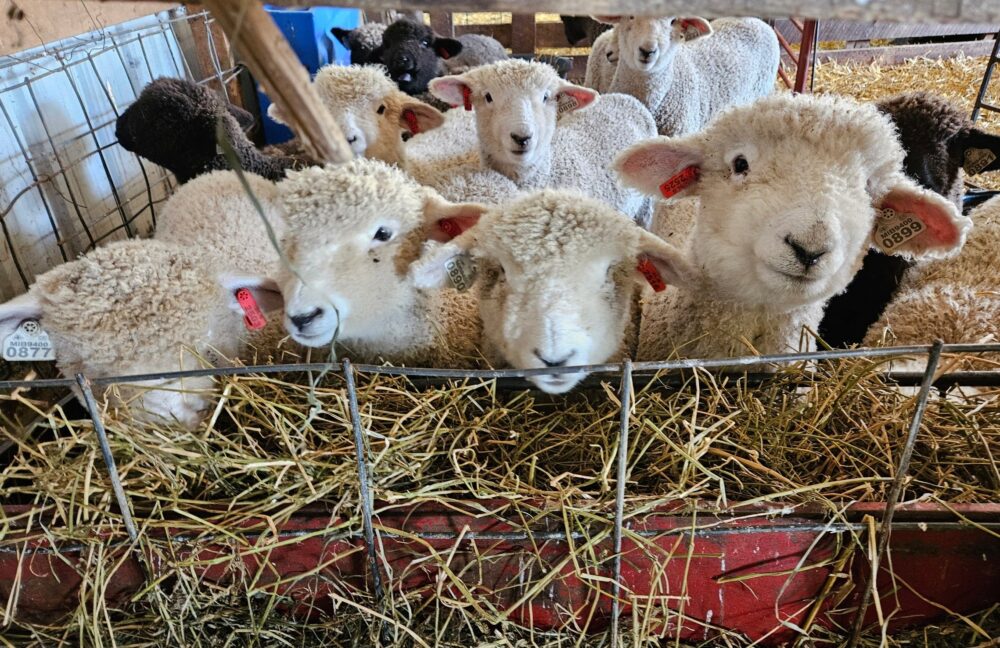 Sheep’s For Sale - Image 3