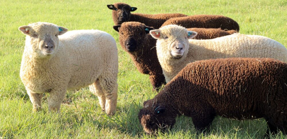 Sheep’s For Sale - Image 2