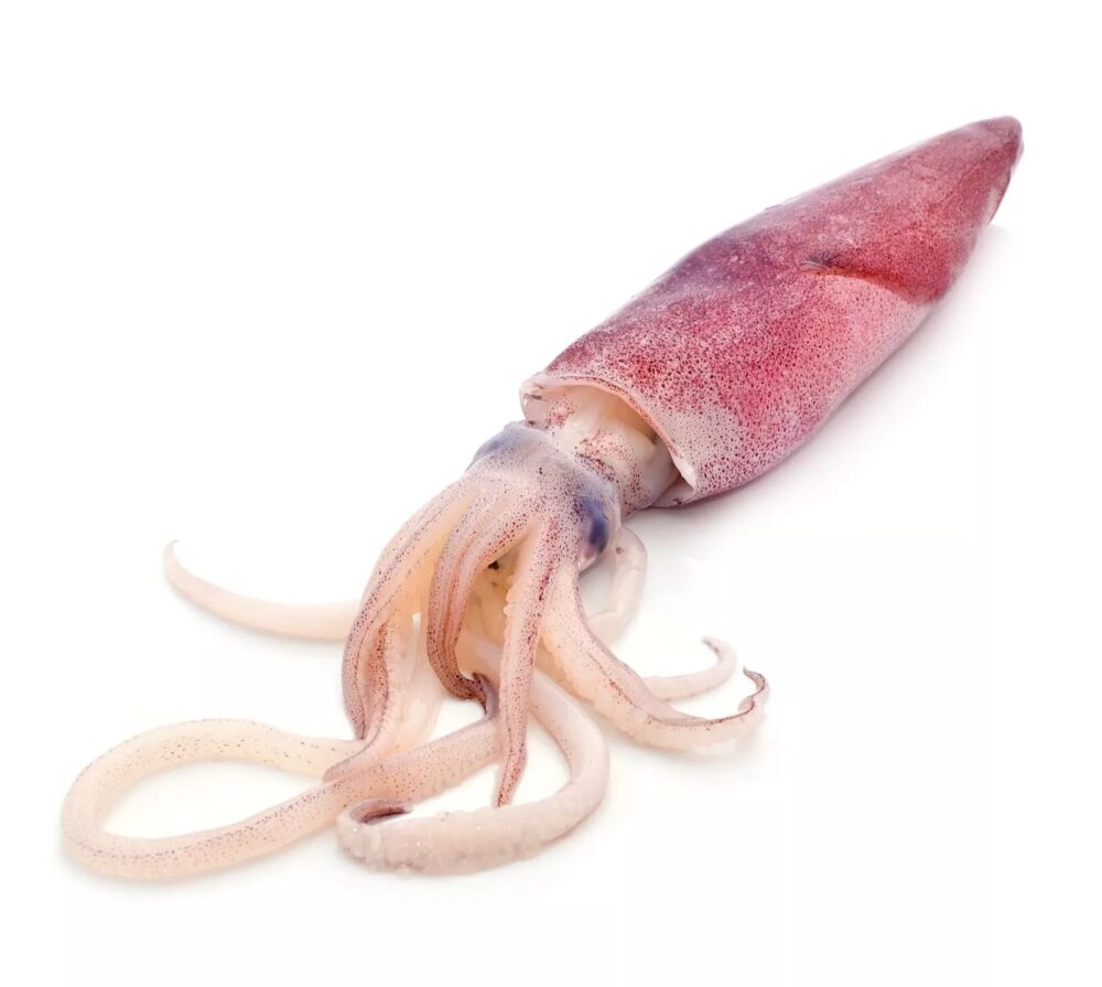 Frozen Squid