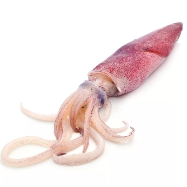 Frozen Squid
