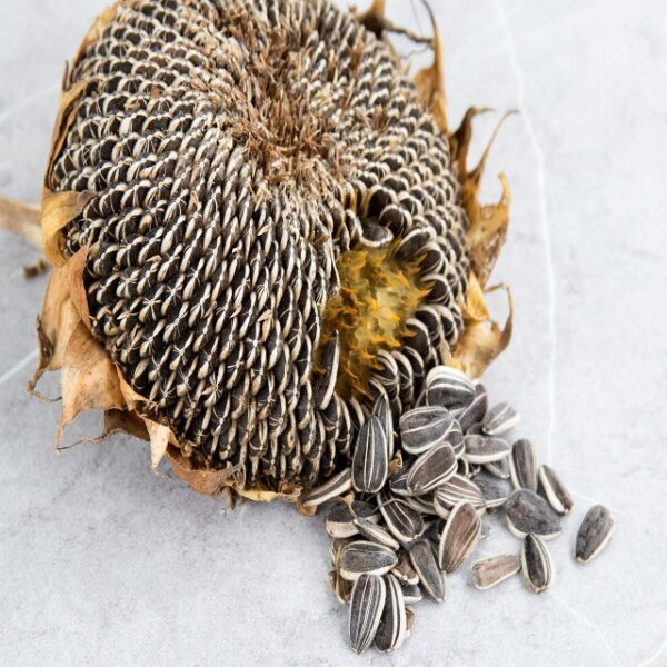 Sunflower Seeds Kernels